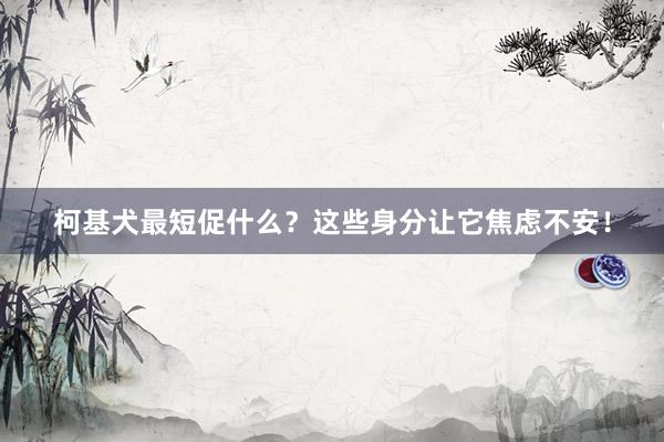 柯基犬最短促什么？这些身分让它焦虑不安！
